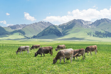 Grassland and bulls under the blue sky.