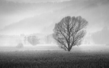 tree in fog - Powered by Adobe