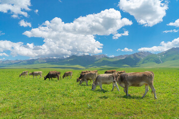 Grassland and bulls under the blue sky.