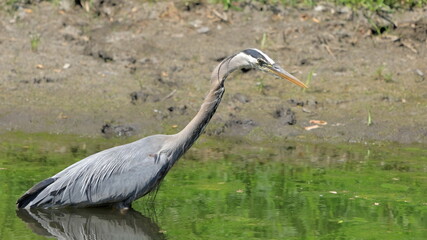 Great Blue Heron hunting in a river - 446710675