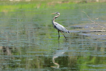 Great Blue Heron hunting in a river - 446710686