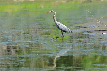 Great Blue Heron taking a step - 446710689