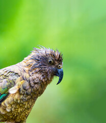 New Zealand Kea Alpine Parrot looking pretty in the rain