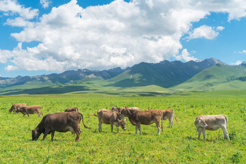 Grassland and bulls under the blue sky.