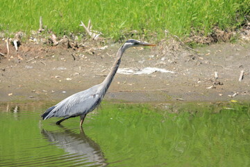 Great Blue Heron hunting in a river - 446710697
