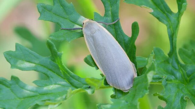 British Moths - Dingy Footman, Eilema griseola