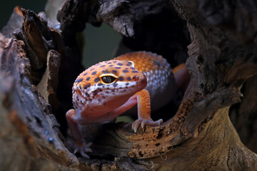 Leopard gecko in his hiding hole