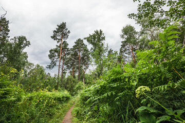Fototapeta premium Taiga trail. Western Siberia
