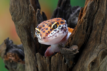 close up of a leopard gecko