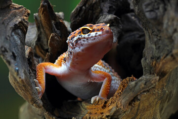 Leopard gecko in his hiding hole