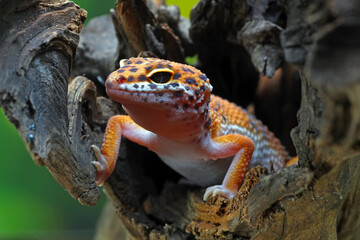 Leopard gecko in his hiding hole