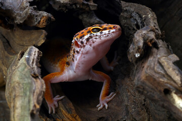 Leopard gecko in his hiding hole