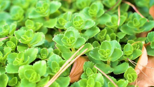 Slow motion macro shot of small hard working bumblebee hides under sedum leaves during sunny summer day in the garden.