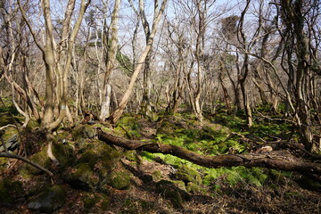 a lonely winter forest with bare trees