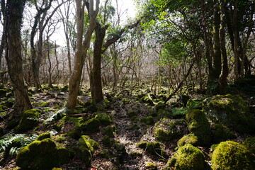 a lonely winter forest with bare trees