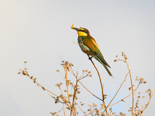 European Bee-Eater Sitting on Plant and Holding a Bee in its Beak