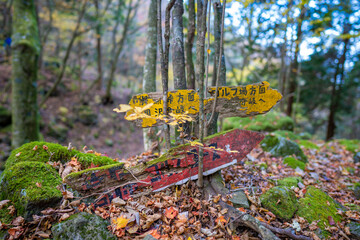 静岡県の天城山の紅葉の季節の登山道 Mt. Amagi Mountain Trail in Shizuoka Prefecture during the Fall Foliage Season