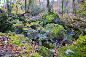 静岡県の天城山の紅葉の季節の登山道 Mt. Amagi Mountain Trail in Shizuoka Prefecture...