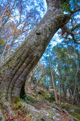 静岡県の天城山の紅葉の季節の登山道 Mt. Amagi Mountain Trail in Shizuoka Prefecture during the Fall Foliage Season