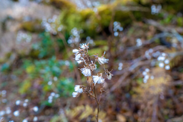 静岡県の天城山の紅葉の季節の登山道 Mt. Amagi Mountain Trail in Shizuoka Prefecture during the Fall Foliage Season
