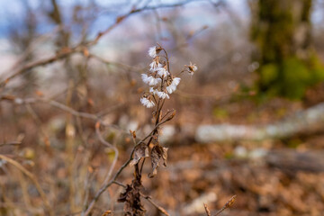 静岡県の天城山の紅葉の季節の登山道 Mt. Amagi Mountain Trail in Shizuoka Prefecture during the Fall Foliage Season