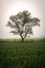 Fototapeta premium tree in the field