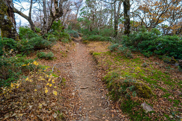 静岡県の天城山の紅葉の季節の登山道 Mt. Amagi Mountain Trail in Shizuoka Prefecture during the Fall Foliage Season