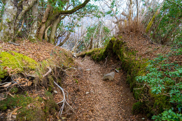 静岡県の天城山の紅葉の季節の登山道 Mt. Amagi Mountain Trail in Shizuoka Prefecture...