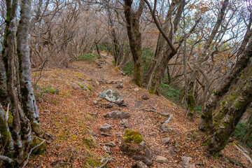 静岡県の天城山の紅葉の季節の登山道 Mt. Amagi Mountain Trail in Shizuoka Prefecture during the Fall Foliage Season