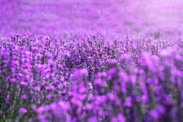 Lavender manor on a sunny day.
