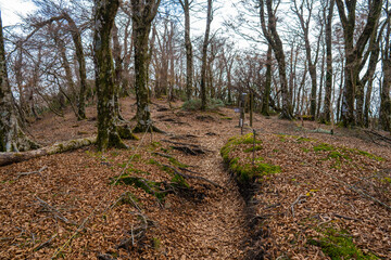 静岡県の天城山の紅葉の季節の登山道 Mt. Amagi Mountain Trail in Shizuoka Prefecture during the Fall Foliage Season
