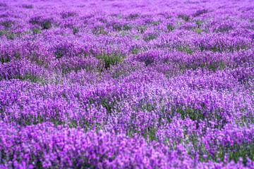 Obraz premium Lavender manor on a sunny day.
