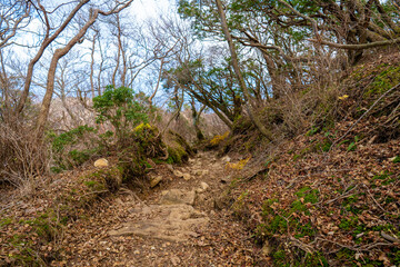 静岡県の天城山の紅葉の季節の登山道 Mt. Amagi Mountain Trail in Shizuoka Prefecture during the Fall Foliage Season