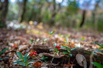 Obraz premium 静岡県の天城山の紅葉の季節の登山道 Mt. Amagi Mountain Trail in Shizuoka Prefecture during the Fall Foliage Season