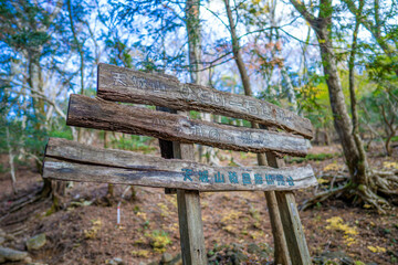 Naklejka premium 静岡県の天城山の紅葉の季節の登山道 Mt. Amagi Mountain Trail in Shizuoka Prefecture during the Fall Foliage Season