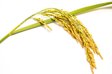 Paddy rice. Closeup ears of rice on white background. Organic paddy rice, Thai jasmine rice.