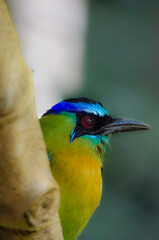 Blue-crowned motmot hiding behind a branch in Costa Rica