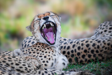 Cheetah in the Savanna of Serengeti in Africa