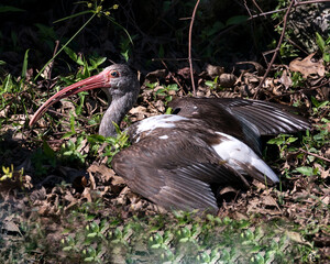 White Ibis Stock Photos.  White Ibis juvenile bird close-up profile view resting on foliage background displaying spread wings, brown feathers plumage, beak in its environment. Image. Portrait. 