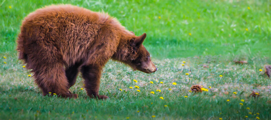 Cinnamon Colored Brown Bear Cub waiting for mom