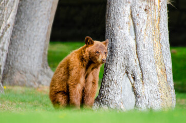Cinnamon Colored Brown Bear Cub waiting for mom © Rajh