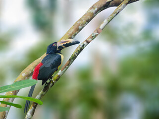 Collared Aracari perched on a tree in Costa Rica