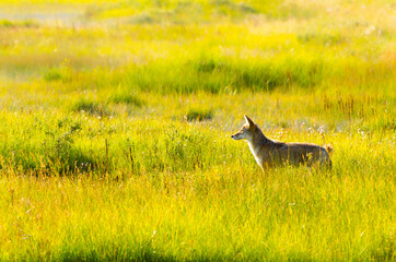 Coyote in the grasslands at sunset in Yellowstone