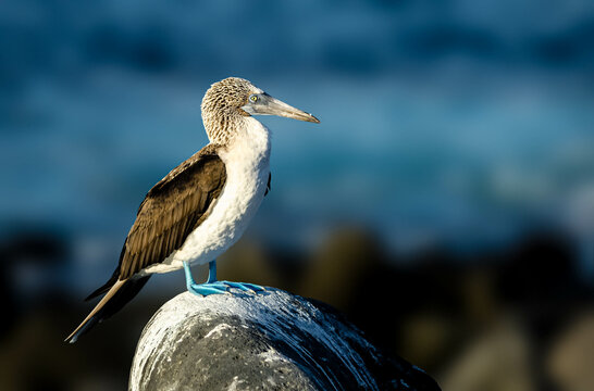 Blue footed booby on a rock in the Galapagos