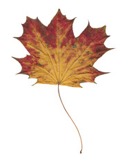 Autumn yellow red maple leaf isolate on white background