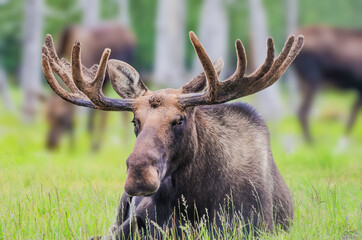 Moose with giant antlers sitting on the grass