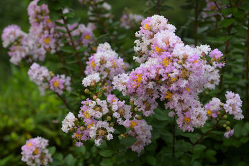 白とピンクの花を咲かせたサルスベリ