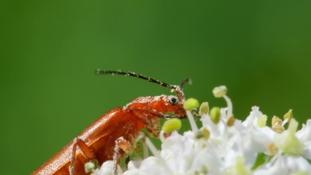 Soldier Beetle, Cantharis livida on white flowers