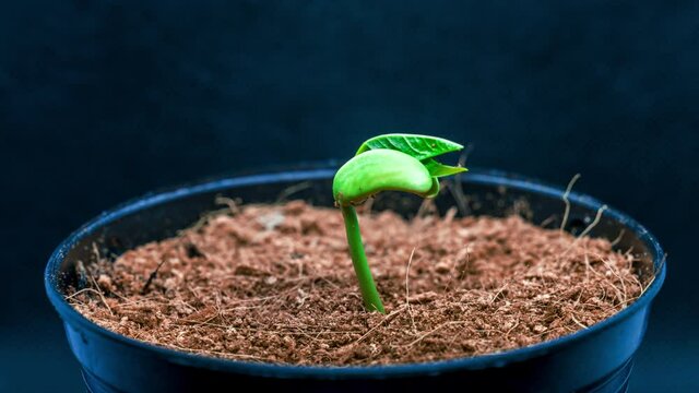 Time lapse 4k. of growing .Germination is the process by which organism grows from a seed.