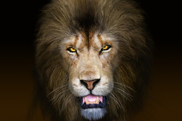 険しい表情の雄ライオンの正面顔